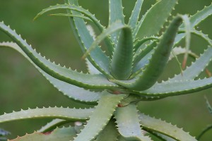 aloe vera leaves