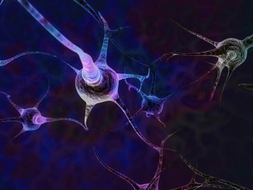 Bigstockphoto_Interconnecting_Brain_Cells_2524715