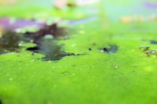 Bigstockphoto_Pond_Scum_1528934