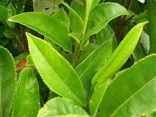 Bigstockphoto_Green_Tea_Tree_1390136