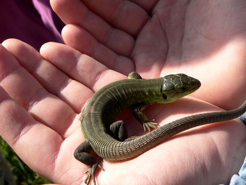 Bigstock_Lizard_In_The_Childs_Palms_3192862