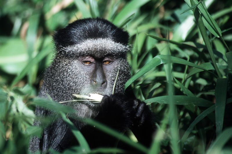 Bigstockphoto_Blue_Monkey_83579